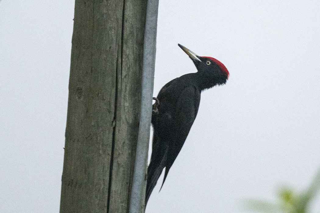 Black Woodpecker